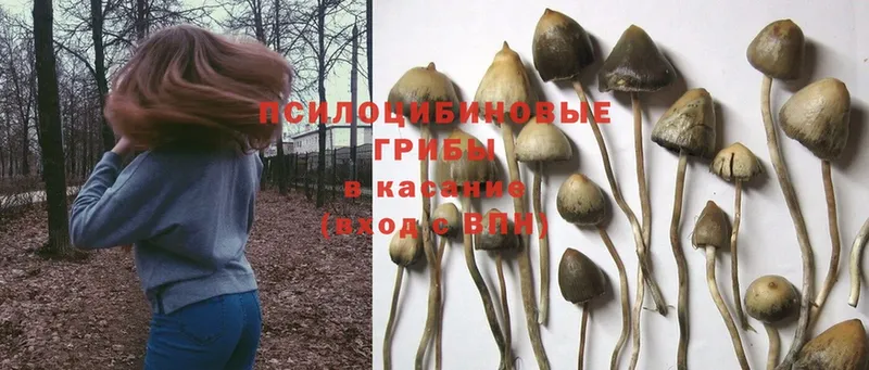 Псилоцибиновые грибы Psilocybe  Прохладный 